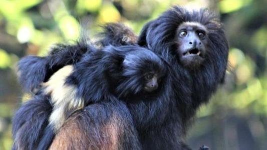 Mico-leão preto é uma espécie ameaçada de extinção; família em BH conta com seis membros
