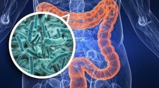 Microbiota intestinal