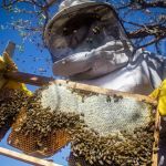 Preocupado com mortandade de abelhas, IMA simplifica cadastro de apicultores