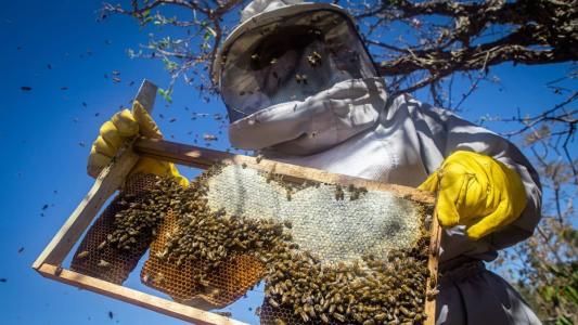 Milhares de abelhas estão sendo extintas em função do uso indiscriminado dos agrotóxicos