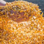 Cepea registra queda nos preços dos grãos e da arroba do boi