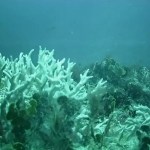 Onda de calor fez corais no Nordeste morrerem mais rápido em 2024