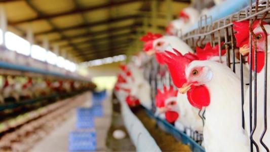 Minas é o 6° maior produtor de frangos do país