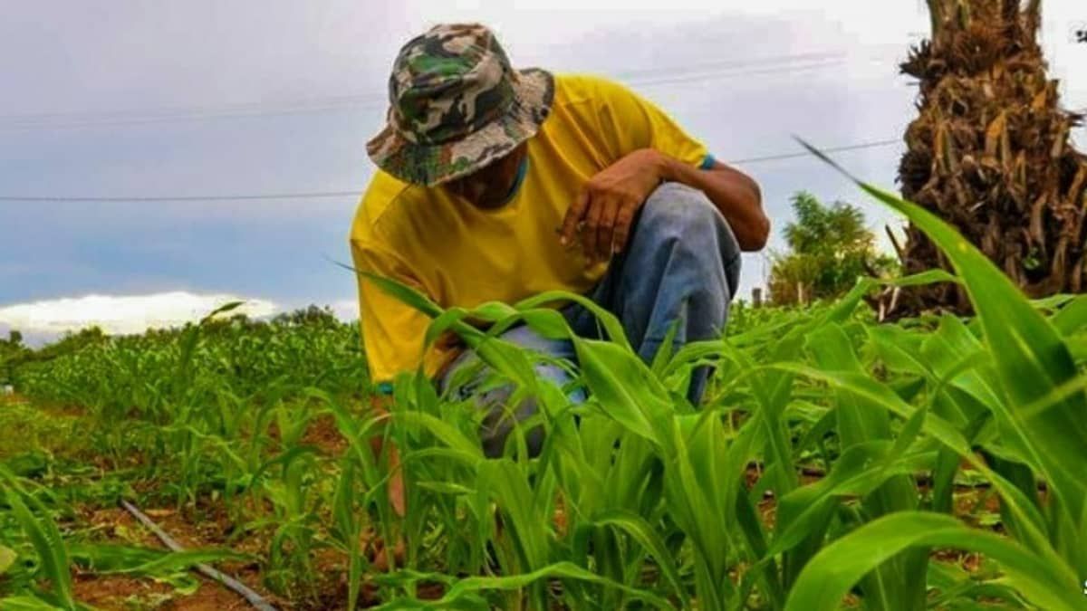 Produtores rurais ganham mais prazo para emitir o Cadastro da Agricultura Familiar (CAF)