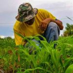 Produtores rurais ganham mais prazo para emitir o Cadastro da Agricultura Familiar (CAF)