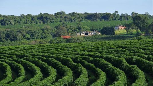 Minas é responsável por cerca de 50% de toda a produção nacional, podendo chegar a 55 milhões de sacas.