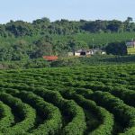 Um terço das propriedades de café mineiras têm mais matas preservadas do que a lei exige