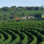 Um terço das propriedades de café mineiras têm mais matas preservadas do que a lei exige