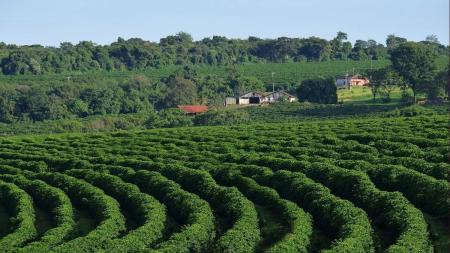 Minas é responsável por cerca de 50% de toda a produção nacional, podendo chegar a 55 milhões de sacas.