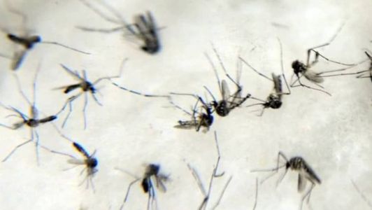 Minas Gerais, até essa segunda-feira, registra mais de 71 mil casos da doença foram confirmados