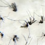 EUA aprovam primeira vacina contra chikungunya