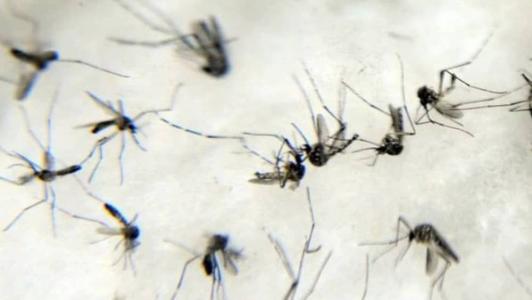 Minas Gerais, até essa segunda-feira, registra mais de 71 mil casos da doença foram confirmados