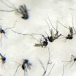 EUA aprovam primeira vacina contra chikungunya