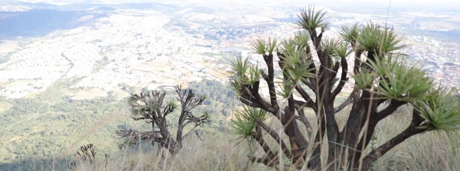 Dia do Meio Ambiente: mesmo com queda, Minas é um dos estados que mais desmatam a Mata Atlântica