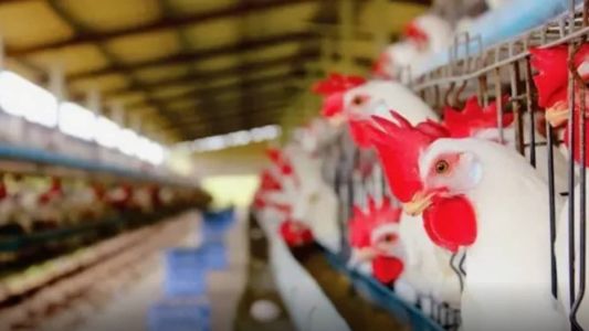 Ministério da Saúde confirma primeiro caso suspeito de gripe aviária