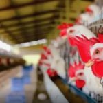 Brasil tem o primeiro caso suspeito de gripe aviária em humanos