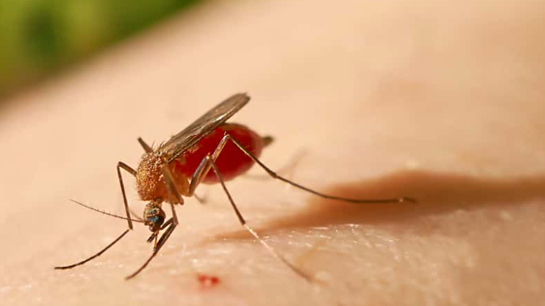 Prefeitura de Nova Lima confirma caso de Febre Oropouche
