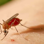 Em apenas duas semanas, casos de febre oropouche crescem quase 80% em MG