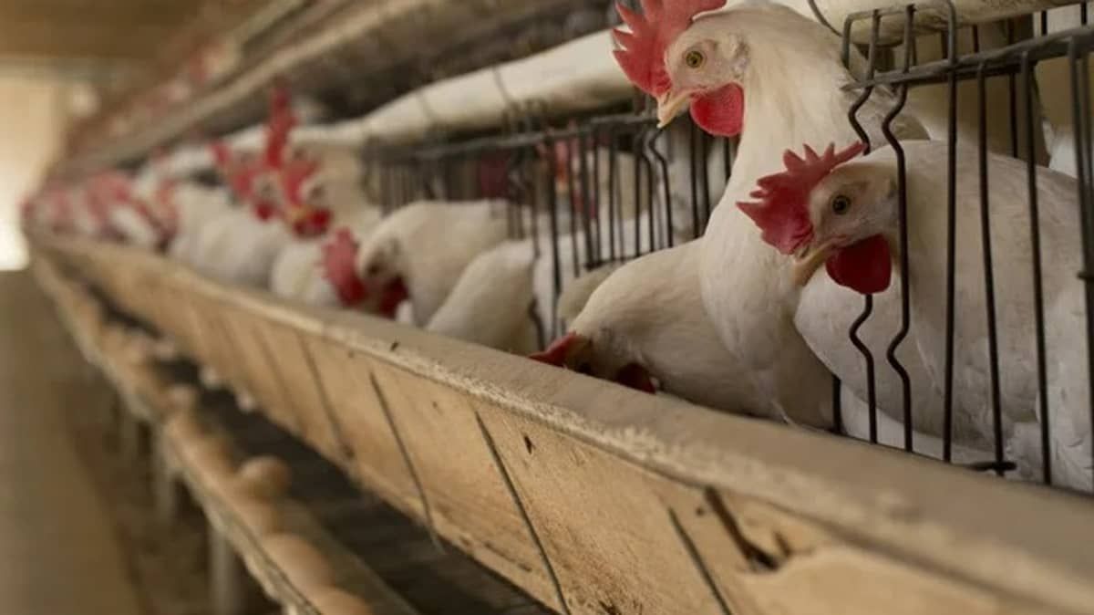 Ministério da Agricultura acende alerta contra Influenza Aviária; entenda