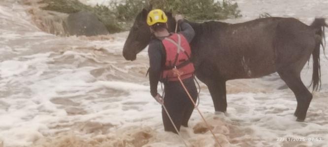 Cavalio ilhado em situação de risco, em Salinas