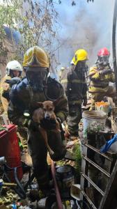 Momento em que os bombeiros resgatam o animal