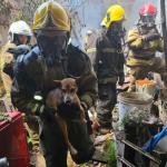 Bombeiros salvam cachorro durante incêndio em imóvel, em BH