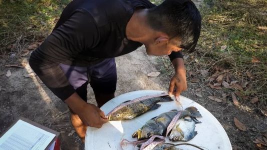 Monitor coleta dados de peixe