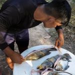 Indígenas usam WhatsApp para descobrir peixes envenenados