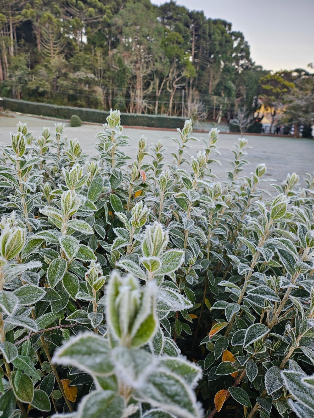 Frio intenso: distrito mineiro registra -0,3°C e tem menor temperatura do Brasil nesta quarta (13)