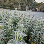 Frio intenso: distrito mineiro registra -0,3°C e tem menor temperatura do Brasil nesta quarta (13)