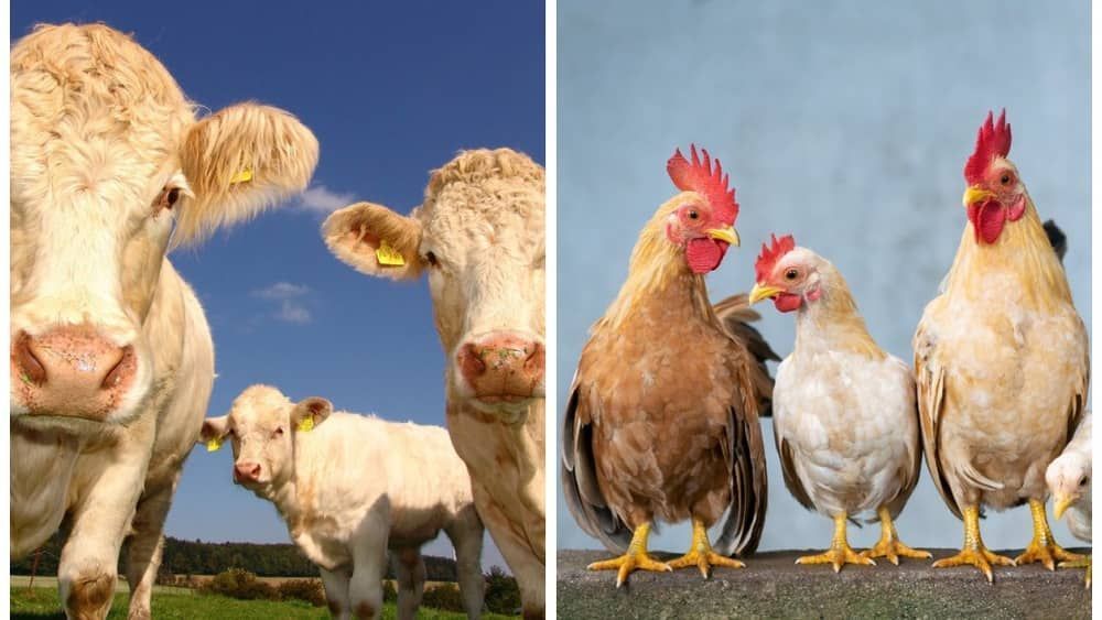 Brasil tem mais galinha e gado do que gente, aponta pesquisa do IBGE   