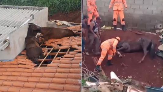 Cavalos presos na estrutura do telhado / Um dos cavalos sendo resgatado pelos bombeiros