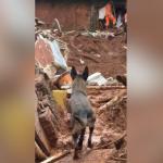 Cães farejadores ajudam a encontrar 'pontos de calor' durante resgates em MG