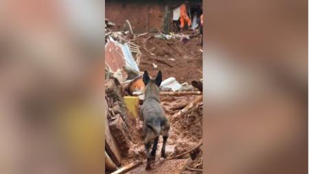 Cães farejadores treinados pelos bombeiros atuam em resgates em Juiz de Fora