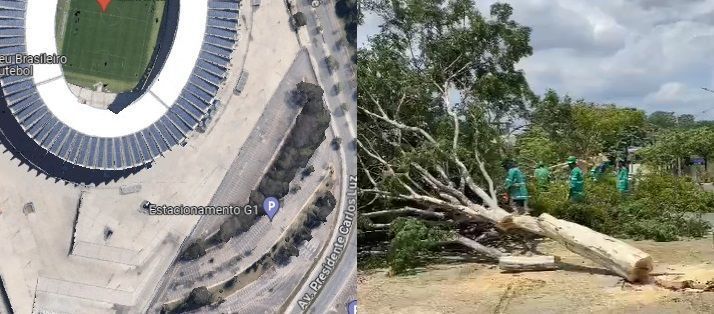 PBH inicia corte de 63 árvores no entorno do Mineirão, na Pampulha