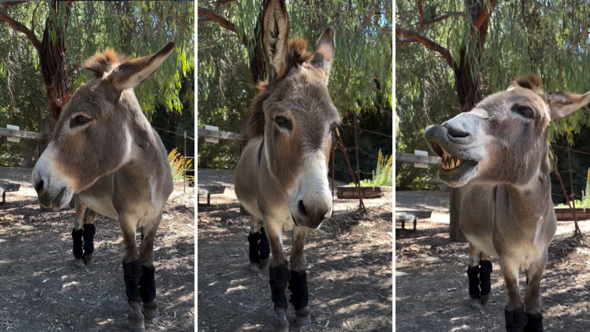 Burro que inspirou personagem de 'Shrek' e recebeu apenas 75 dólares de cachê morre aos 30 anos