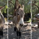 Burro que inspirou personagem de 'Shrek' e recebeu apenas 75 dólares de cachê morre aos 30 anos