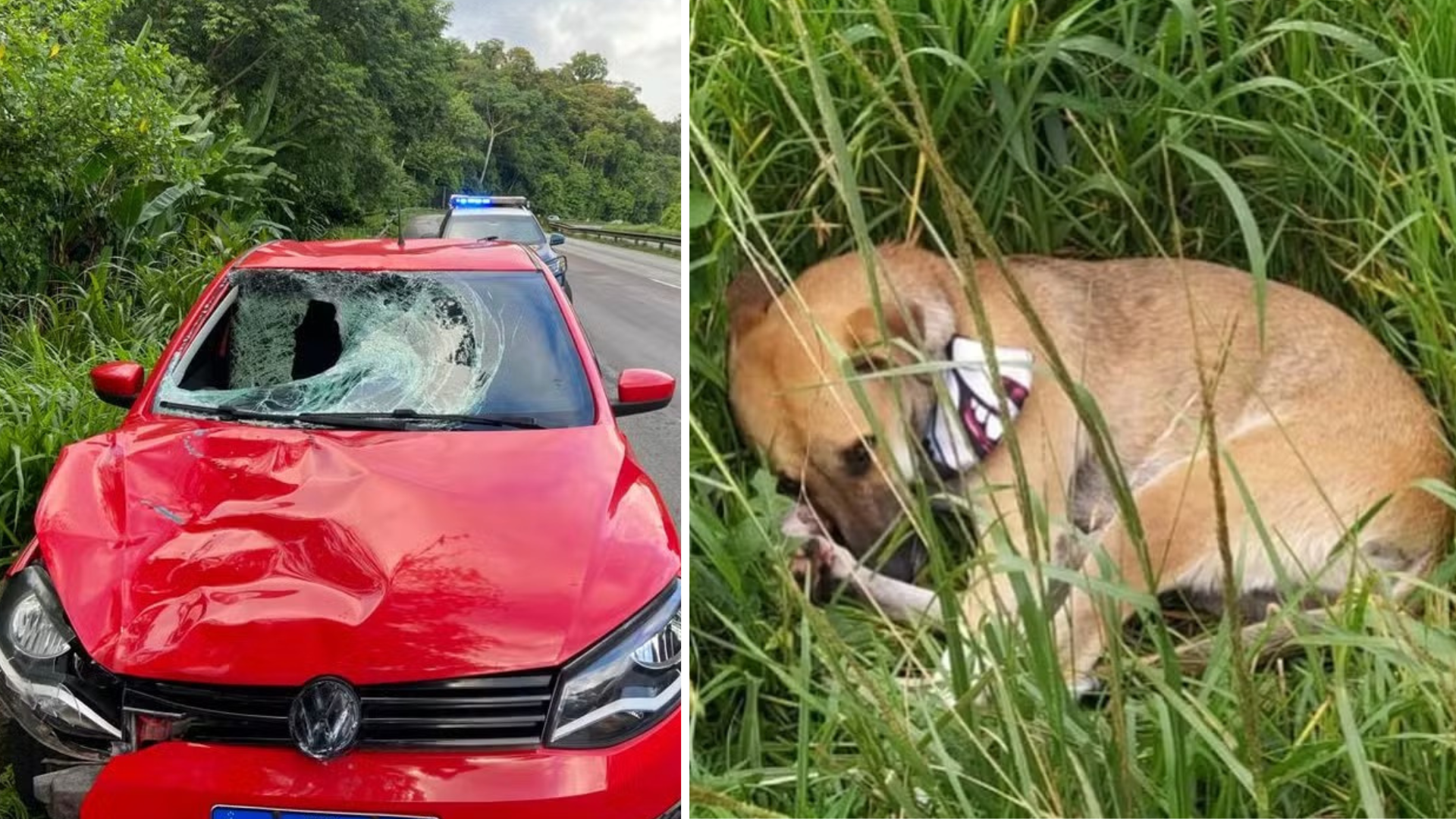 Cachorro fica ao lado do dono que morreu atropelado na BR-277 no Paraná