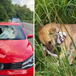 Cachorro fica ao lado do dono que morreu atropelado na BR-277 no Paraná