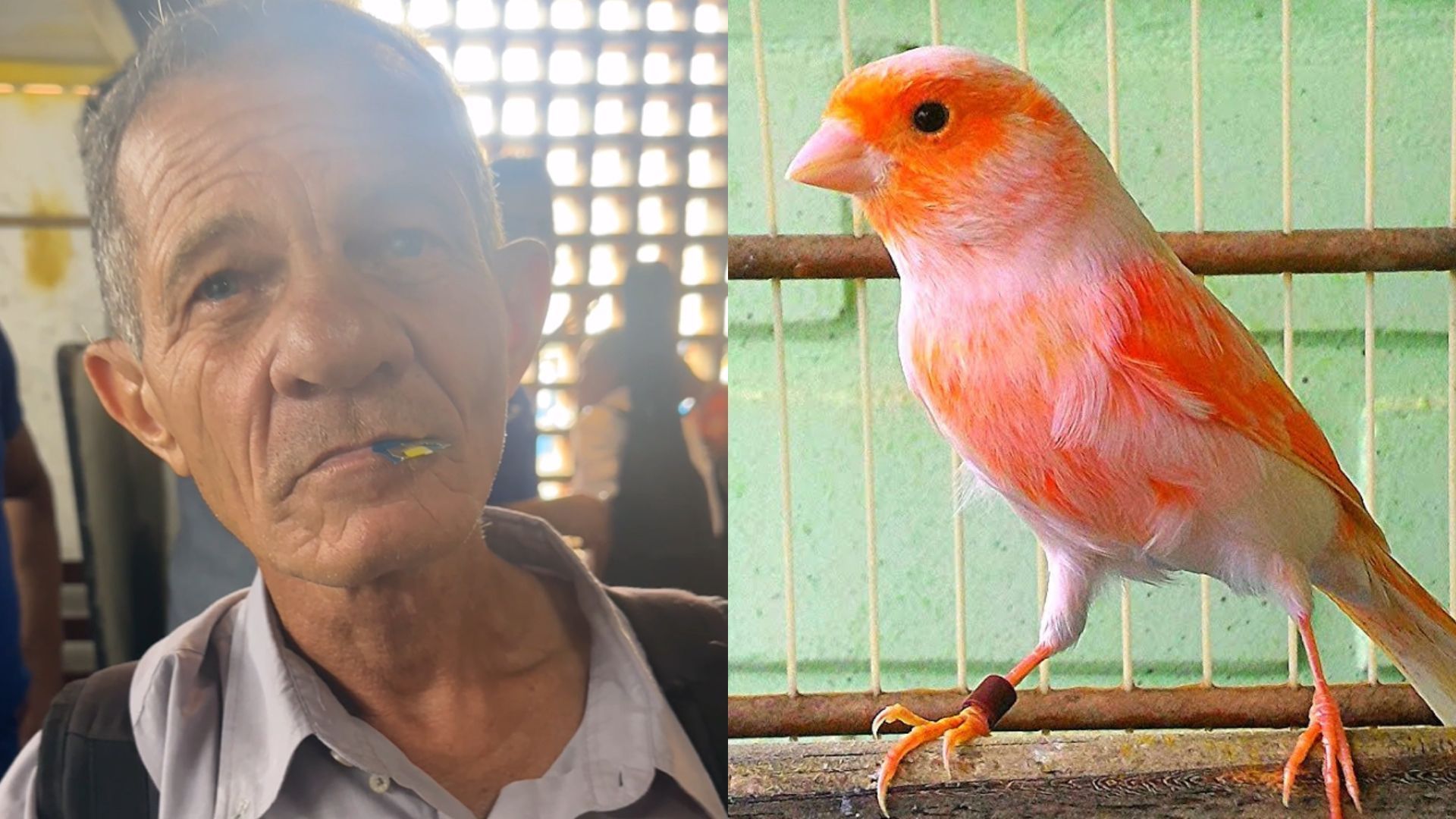 Senhor viraliza ao imitar aves e cavalo em ponto turístico de BH: ‘Igualzinho’