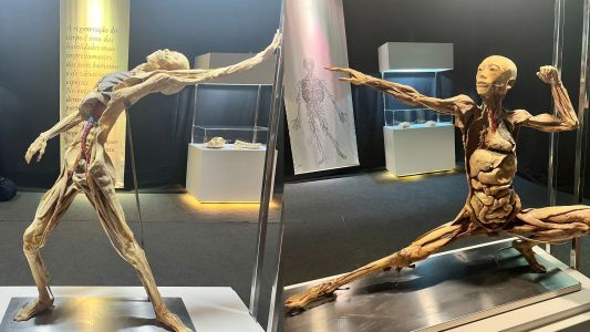 Corpos foram doados da China e podem ficar cerca de três décadas em conservação