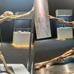 Exposição internacional 'Human Bodies' mostra corpos e órgãos reais em shopping de Belo Horizonte