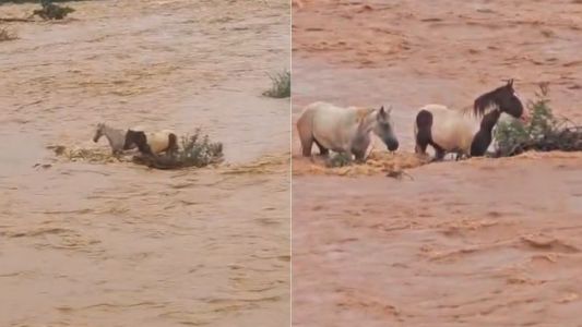 Cavalos ilhados no Rio São Francisco