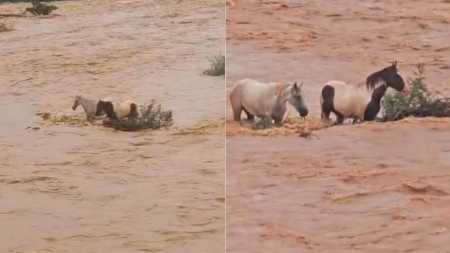Cavalos ilhados no Rio São Francisco