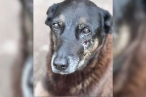 Empresário investigado no 'Caso Orelha' morre em Florianópolis