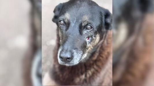 Cão Orelha foi brutalmente agredido