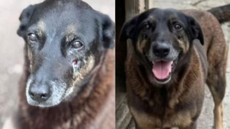 Cão Orelha morreu após ser espancado