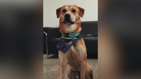 Cão Caramelo foi adotado por advogado