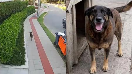 Cão Orelha foi visto andando pela rua após ser agredido