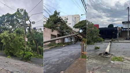 Árvores caíram em BH
